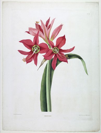 Amaryllis aulica