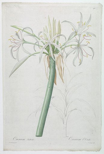 Crinum taitens