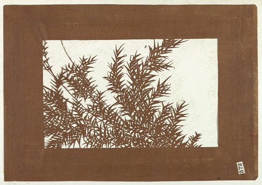 Bamboo