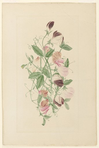 Sweet Peas