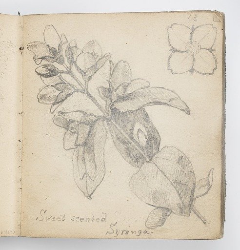 Sketchbook Page: Sweet Scented Syringa