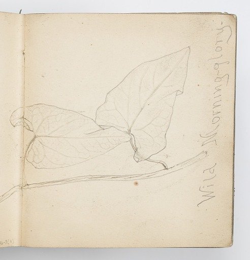 Sketchbook Page: Morning Glory