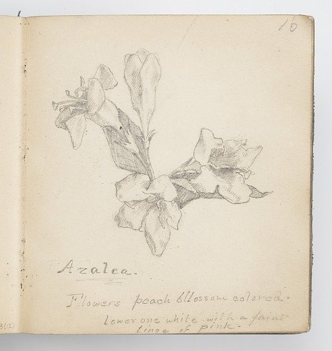 Sketchbook Page: Azalea