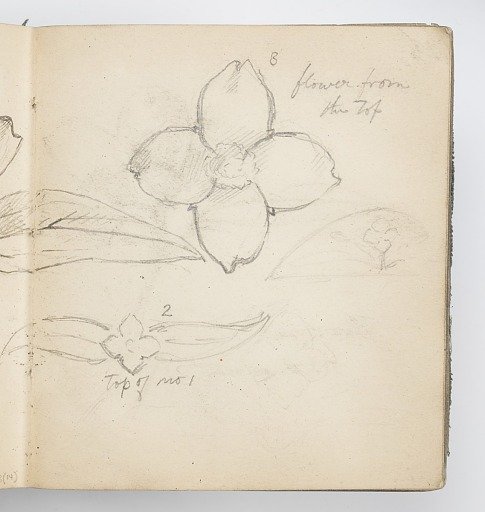 Sketchbook Page: Syringa