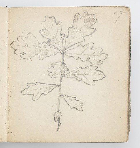 Sketchbook Page: Oak Leaves