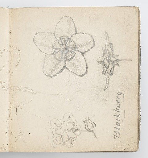 Sketchbook Page: Blackberry Flower