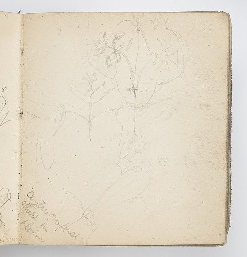 Sketchbook Page: Sketches of Flowers and Leaves