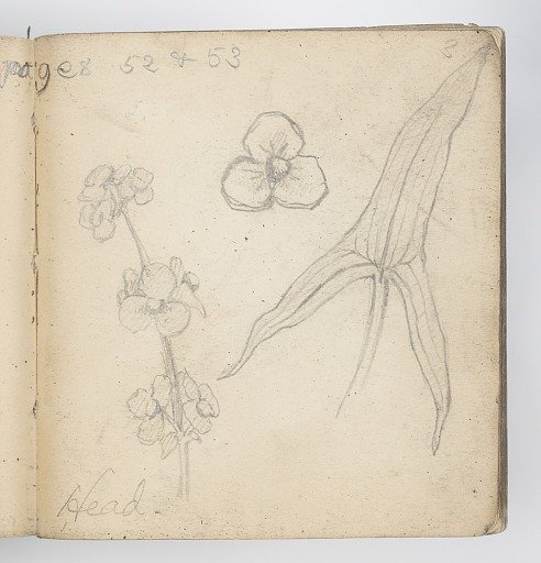 Sketchbook Page: Arrow Head