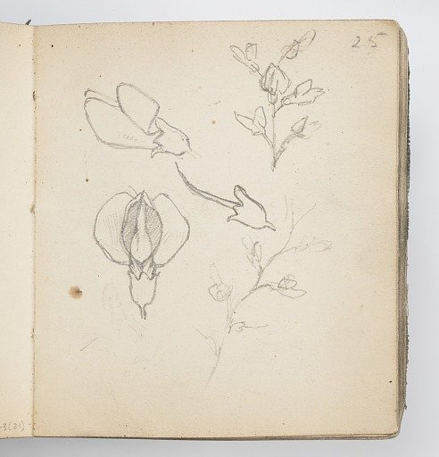 Sketchbook Page: Sketches of Flowers