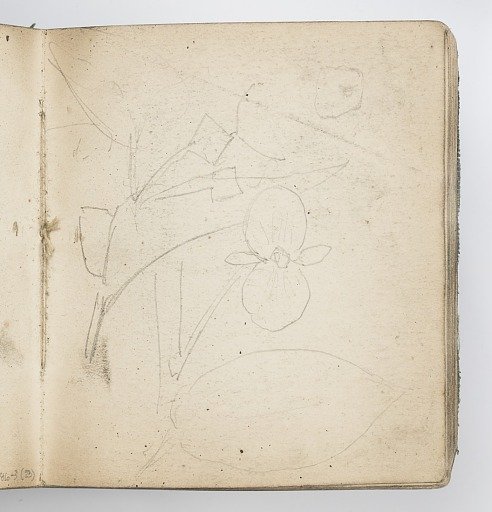 Sketchbook Page: Sketches of Flowers