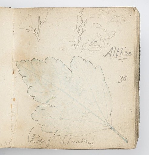 Sketchbook Page: Rubbing of Rose of Sharon (Hibiscus) Leaf