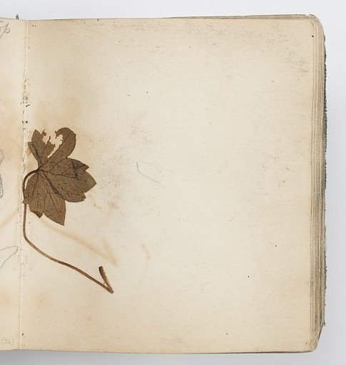 Sketchbook Page: Pressed Leaf