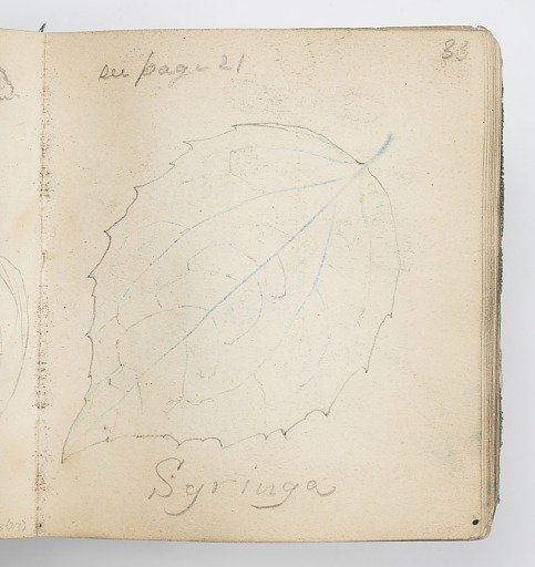 Sketchbook Page: Rubbing of Syringa Leaf