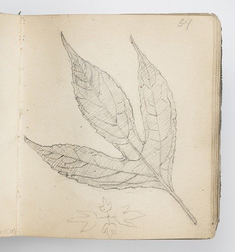 Sketchbook Page: Three-Lobed Leaf
