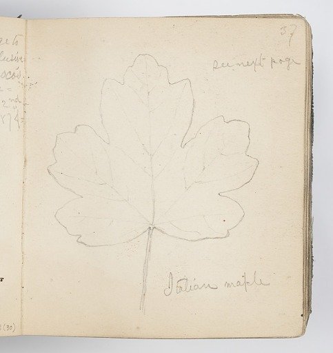 Sketchbook Page: Italian Maple Leaf