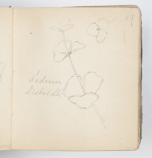 Sketchbook Page: Sedum Sieboldti