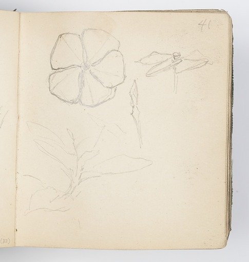 Sketchbook Page: Sketch of Flower