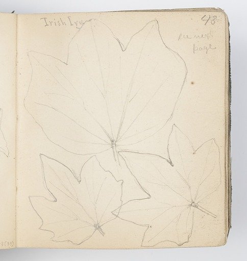 Sketchbook Page: Irish Ivy Leaves