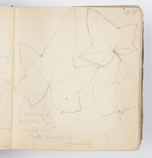 Sketchbook Page: English Ivy Leaves