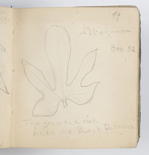 Sketchbook Page: Leaf from Vine