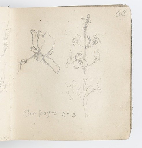 Sketchbook Page: Sketch of Flower