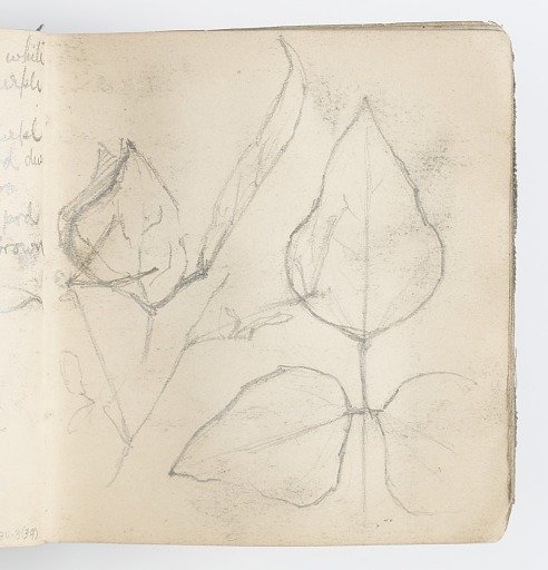 Sketchbook Page: Study of Leaves