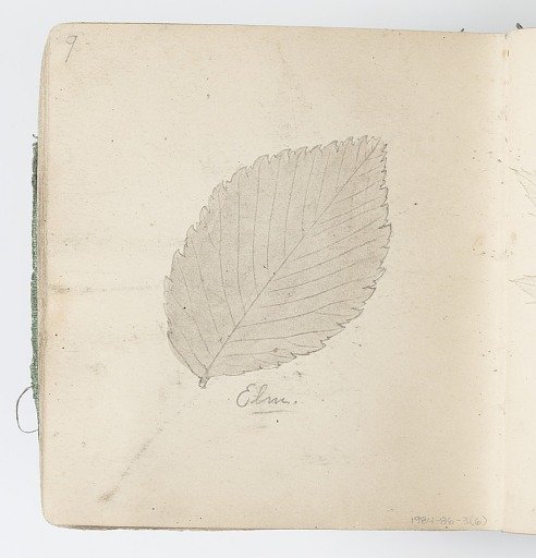 Sketchbook Page: Elm Leaf