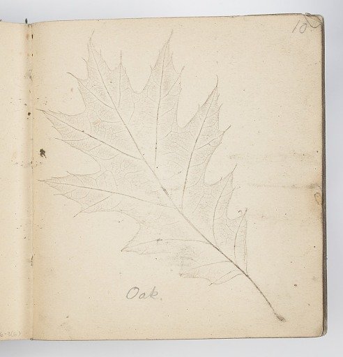 Sketchbook Page: Oak Leaf