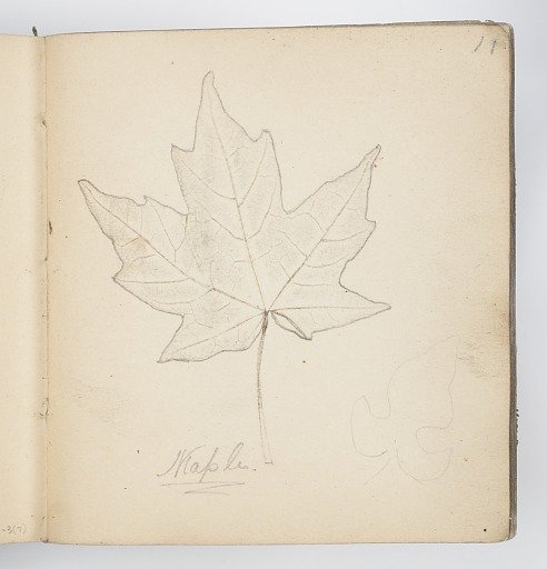 Sketchbook Page: Maple Leaf