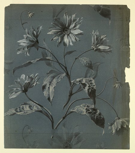 Design for Wallpaper or Textile of Daisy-Type Flower with Repeat