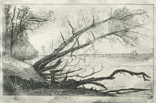 Old Sycamore