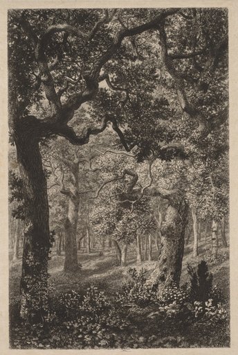 In the Woods