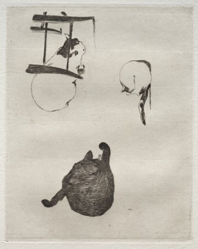 The Cats