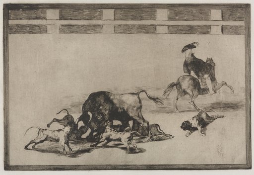 Bullfights: They Loose Dogs on the Bull