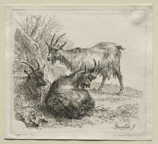 Animalia: Three Goats