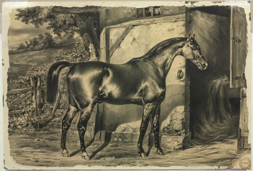 Horse in Front of a Barn (verso)