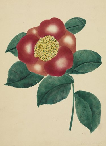 Chinese Flower