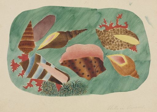 Shells in Seaweed