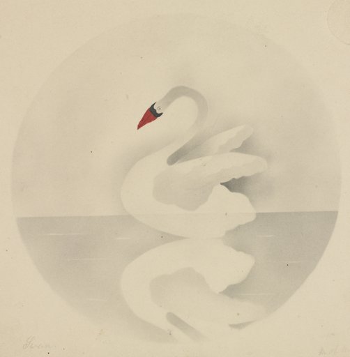 Swan