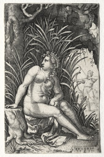 Procris