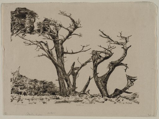 Monterey Cypress