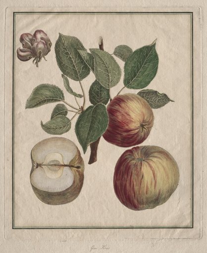 Apple with Leaf and Fruit Blossom