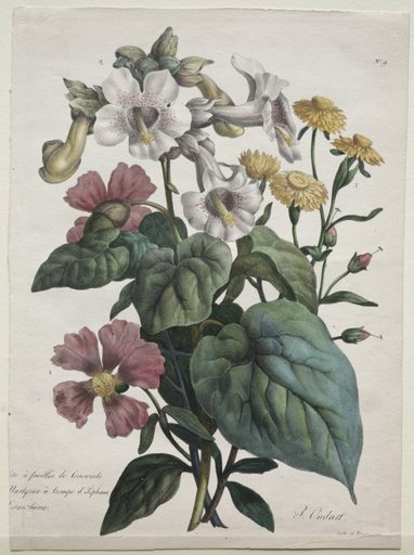 Cours d'Histoire Naturelle, contenant les principales espèces du règne animal, classées methodiquemenet: Martynia or Unicorn Plant