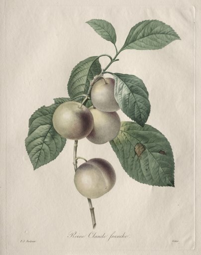 Reine Claude Plum
