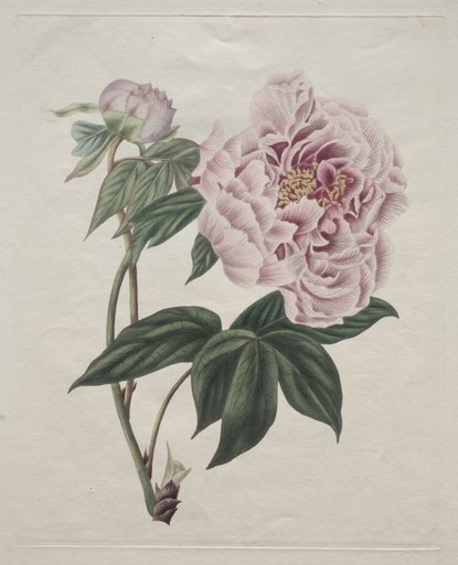 Chinese Tree Peony (Paeonia suffruticosa)