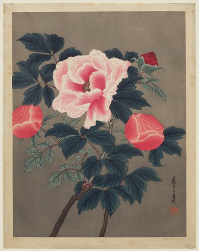 Peonies