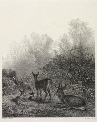 Deer at Rest