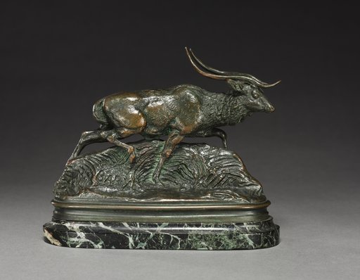 Axis Deer