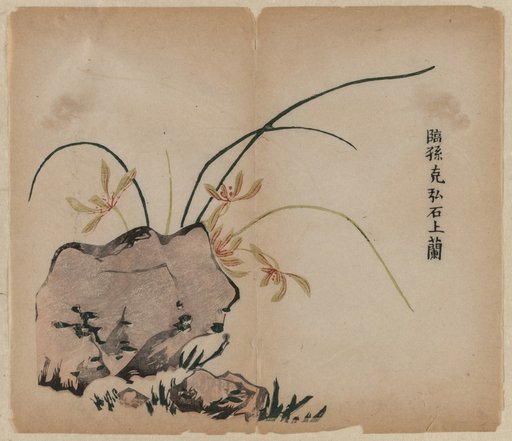 Orchid on Rocks