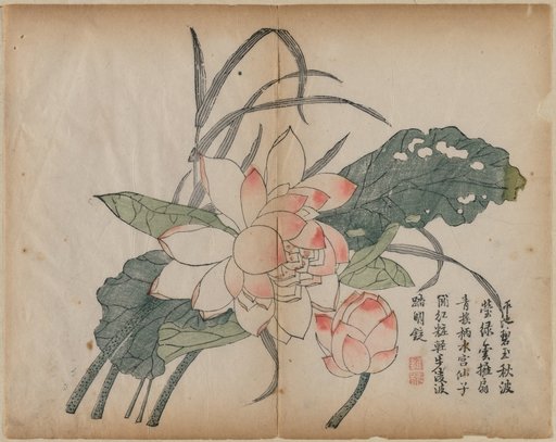 Flowering Lotus and Bud